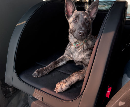 Auto-Sicherheit-für-Hunde-Warum-herkömmliche-Lösungen-oft-nicht-ausreichen DOXAFER®